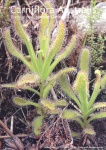 carniflora-australis-11-200803